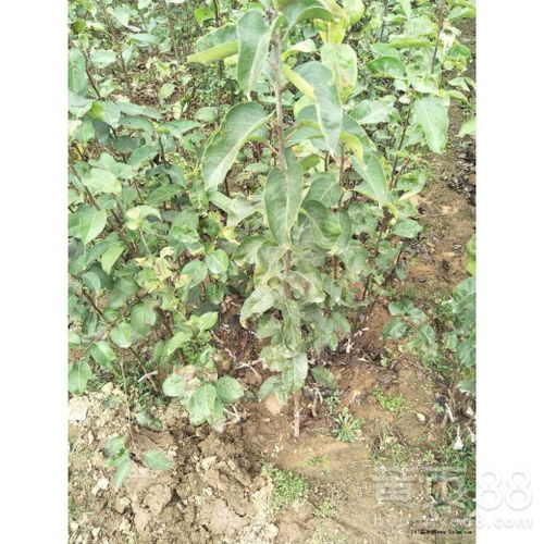 【意大利黑梨苗3公分绿宝石梨树苗种植方法种植技术 优质品种千万别错过】- 